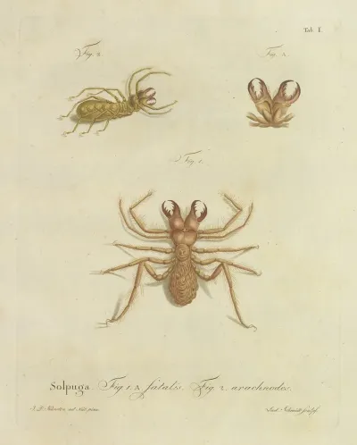 Natursystem Der Ungeflügelten Insekten Pl 01
