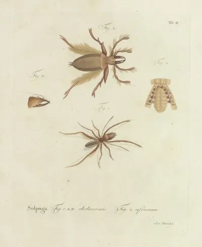 Natursystem Der Ungeflügelten Insekten Pl 02
