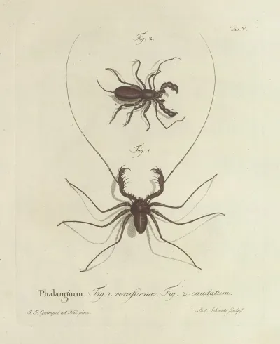 Natursystem Der Ungeflügelten Insekten Pl 05