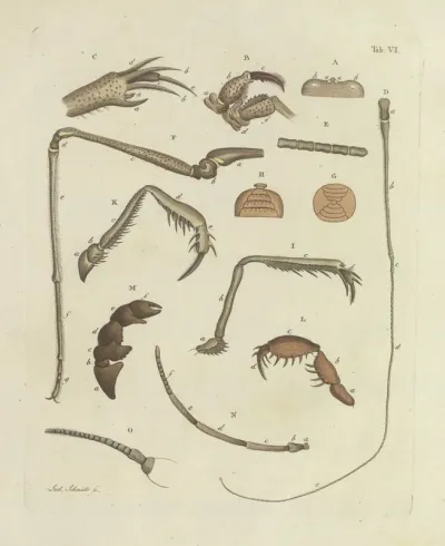 Natursystem Der Ungeflügelten Insekten Pl 06