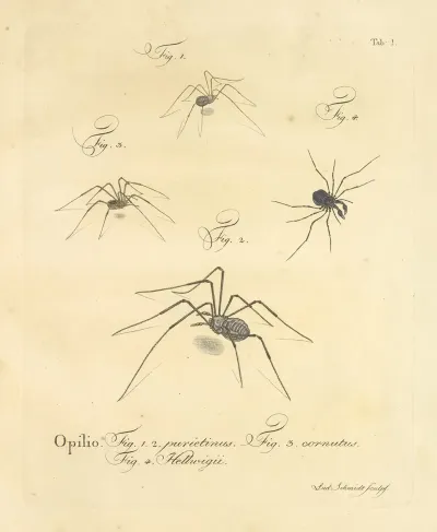 Natursystem Der Ungeflügelten Insekten Pl 07