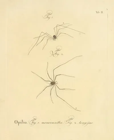 Natursystem Der Ungeflügelten Insekten Pl 08