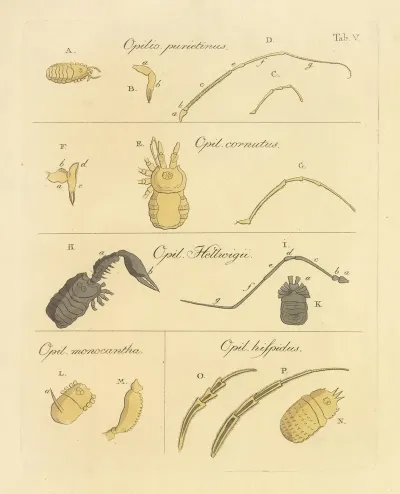 Natursystem Der Ungeflügelten Insekten Pl 11
