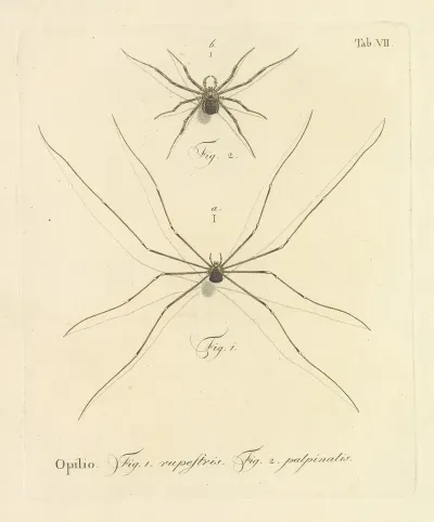 Natursystem Der Ungeflügelten Insekten Pl 13