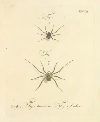 Natursystem Der Ungeflügelten Insekten Pl 14