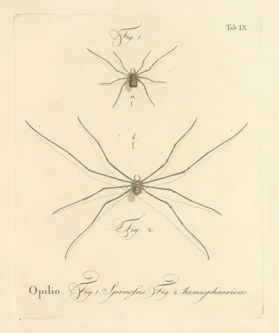 Natursystem Der Ungeflügelten Insekten Pl 15