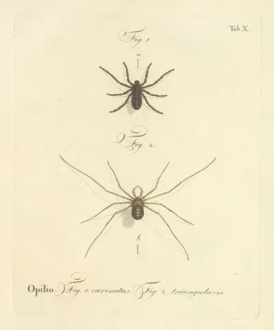 Natursystem Der Ungeflügelten Insekten Pl 16