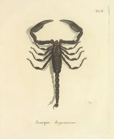 Natursystem Der Ungeflügelten Insekten Pl 18