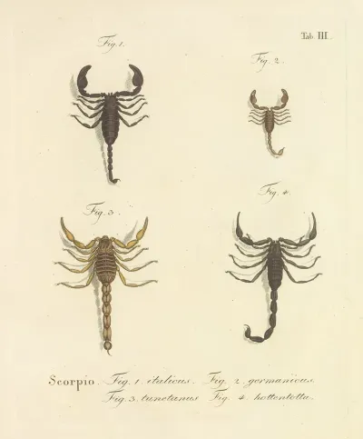 Natursystem Der Ungeflügelten Insekten Pl 19
