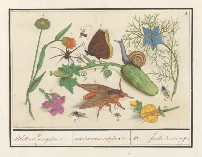 Natuurhistorisch Ensemble Nr 3 Natuurhistorische Ensemble Nr 3 3 Blad Van Mengelmoes Miscelaniorum Tabula 3 3 Feuille De Melange