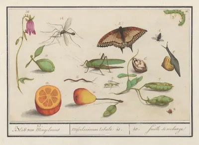 Natuurhistorische Ensemble Nr 10 10 Blad Van Mengelmoes Miscelaniorum Tabula 10 10 Feuille De Melange