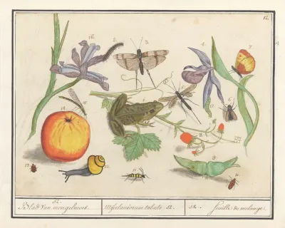 Natuurhistorische Ensemble Nr 12 12 Blad Van Mengelmoes Miscelaniorum Tabula 12 12 Feuille De Melange