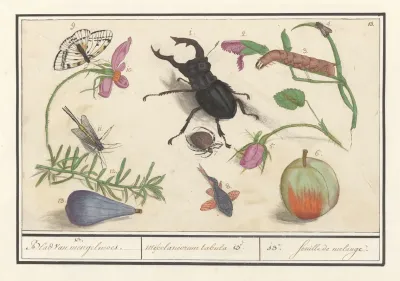 Natuurhistorische Ensemble Nr 13 13 Blad Van Mengelmoes Miscelaniorum Tabula 13 13 Feuille De Melange