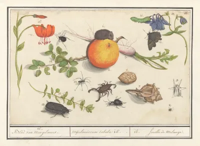 Natuurhistorische Ensemble Nr 16 16 Blad Van Mengelmoes Miscelaniorum Tabula 16 16 Feuille De Melange