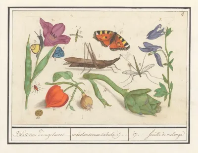 Natuurhistorische Ensemble Nr 17 17 Blad Van Mengelmoes Miscelaniorum Tabula 17 17 Feuille De Melange