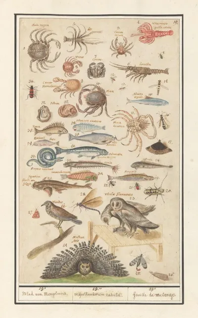 Natuurhistorische Ensemble Nr 19 19e Blad Van Mengelmoes 19 Miscelaniorum Tabula 19e Feuille De Melange