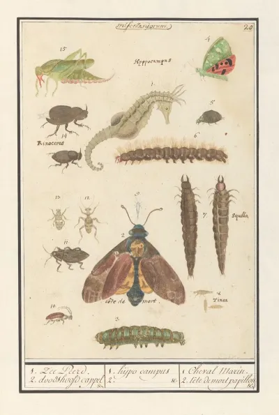 Natuurhistorische Ensemble Nr 20 1 Zee Peerd 2 Doodshoofd Cappel