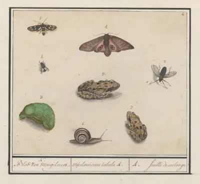 Natuurhistorische Ensemble Nr 4 4 Blad Van Mengelmoes Miscelaniorum Tabula 4 4 Feuille De Melange