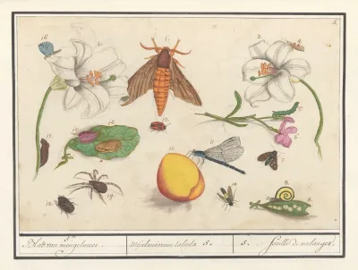 Natuurhistorische Ensemble Nr 5 5 Blad Van Mengelmoes Miscelaniorum Tabula 5 5 Feuille De Melanges