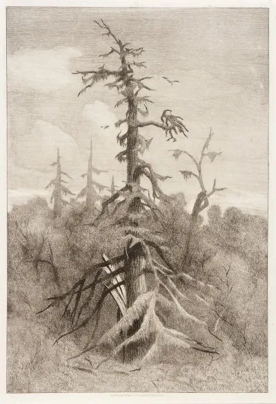 Naushon Swamp Plate 1