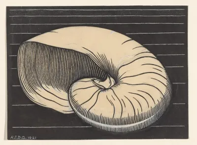 Nautilus Shell