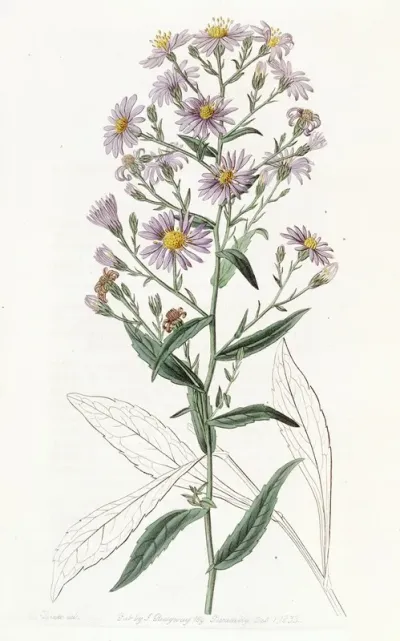 Neat Aster