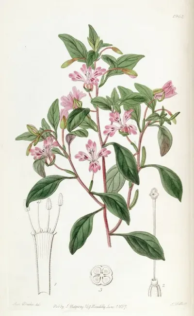 Neat Eucharidium