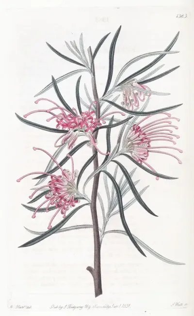 Neat Grevillea