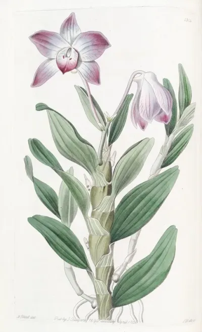 Necklace Stemmed Dendrobium