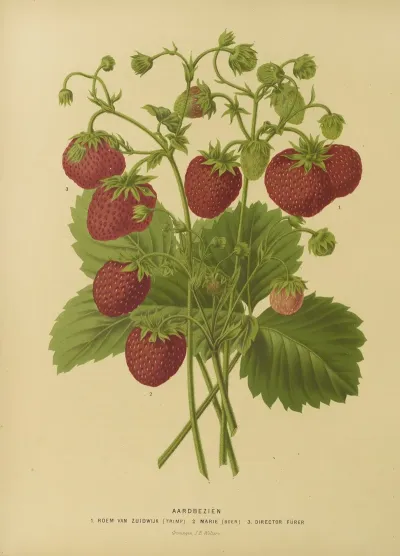 Nederlandsche Flora En Pomona Pl 02