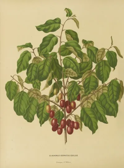 Nederlandsche Flora En Pomona Pl 08