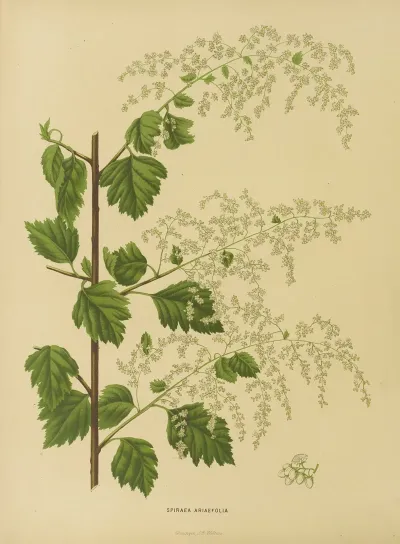 Nederlandsche Flora En Pomona Pl 10