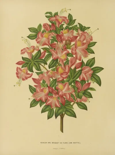 Nederlandsche Flora En Pomona Pl 16