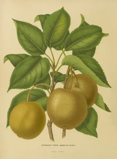 Nederlandsche Flora En Pomona Pl 21