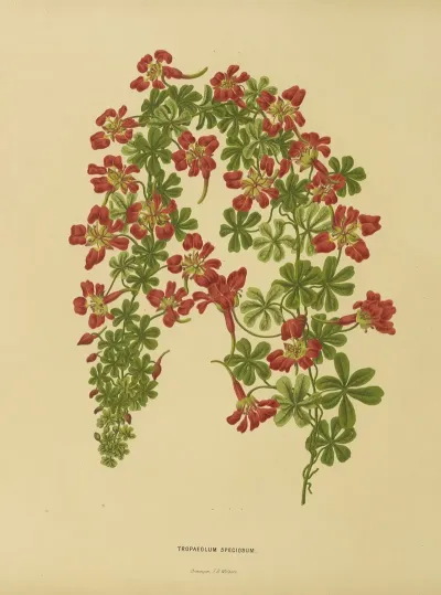 Nederlandsche Flora En Pomona Pl 22