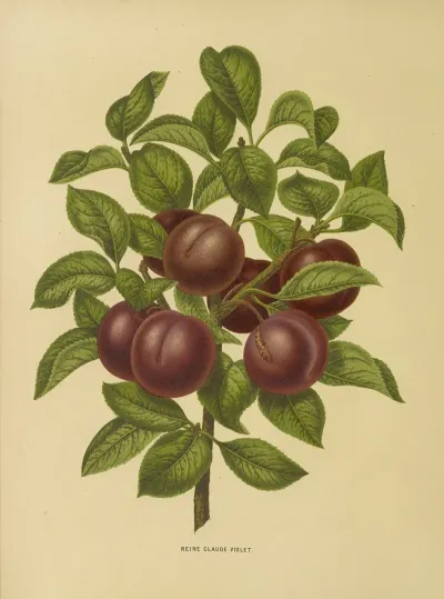 Nederlandsche Flora En Pomona Pl 24