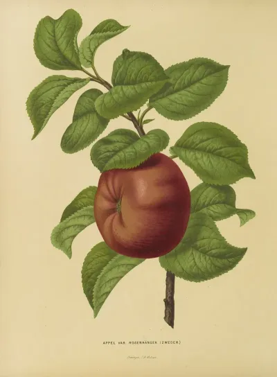 Nederlandsche Flora En Pomona Pl 29