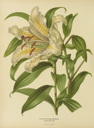 Nederlandsche Flora En Pomona Pl 30