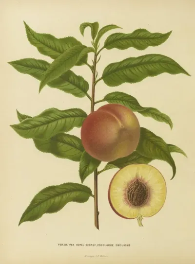 Nederlandsche Flora En Pomona Pl 32