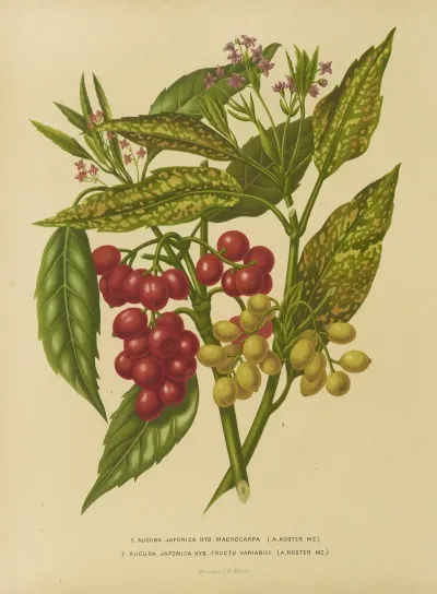 Nederlandsche Flora En Pomona Pl 34
