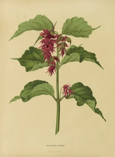 Nederlandsche Flora En Pomona Pl 36