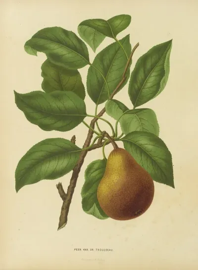 Nederlandsche Flora En Pomona Pl 37