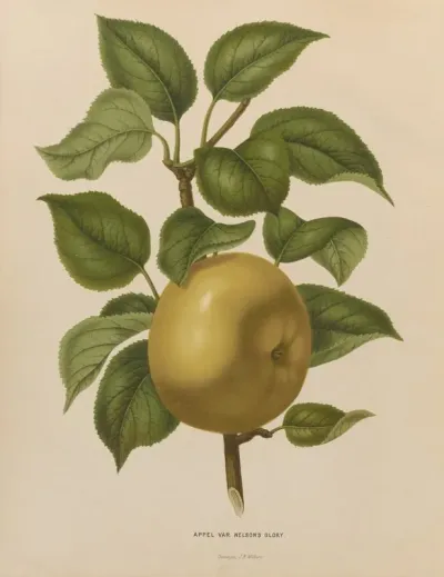 Nederlandsche Flora En Pomona Pl 38