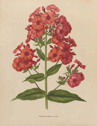 Nederlandsche Flora En Pomona Pl 39