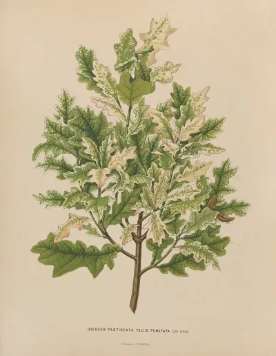 Nederlandsche Flora En Pomona Pl 40
