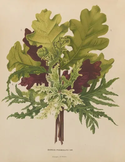 Nederlandsche Flora En Pomona Pl 42