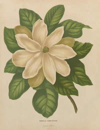 Nederlandsche Flora En Pomona Pl 43