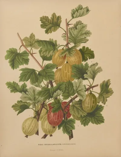 Nederlandsche Flora En Pomona Pl 47
