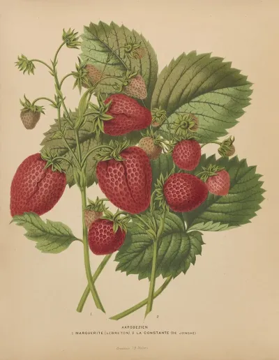 Nederlandsche Flora En Pomona Pl 48