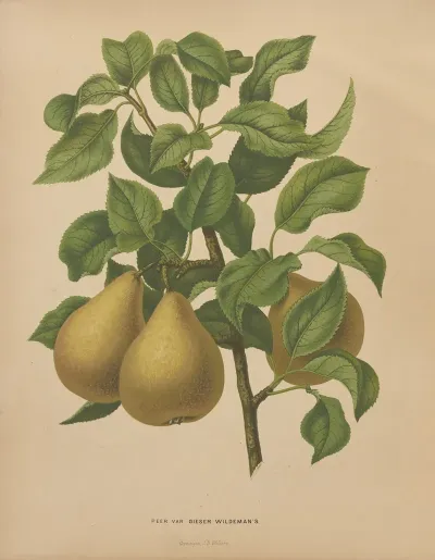 Nederlandsche Flora En Pomona Pl 51